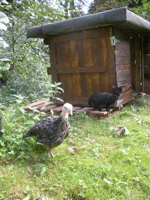 Bronze turkey and cat