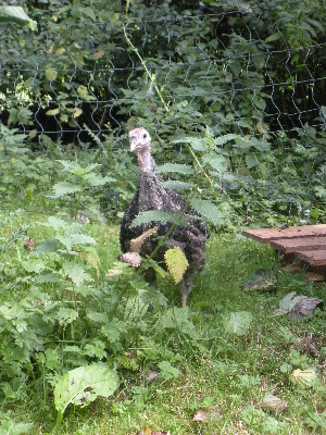 Bronze turkey