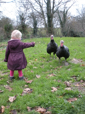 Little Missy and our Bronze turkeys