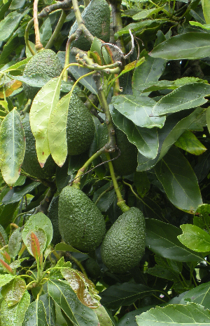 avocados