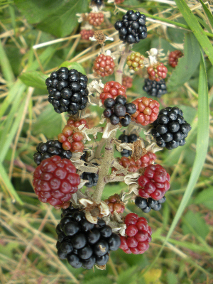 Blackberries