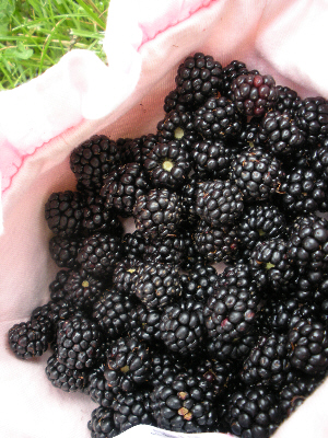Blackberries in hat