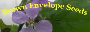 Brown Envelope Seeds