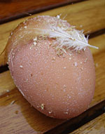 Egg number one