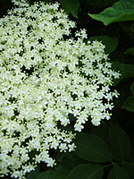 Elderflowers