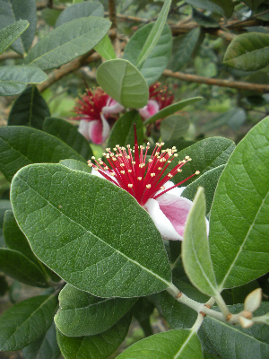 feijoa flowers
