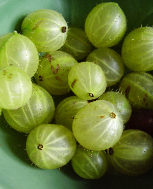 Gooseberries