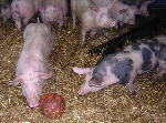 The football-playing pigs at Gubbeen