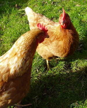 Hens