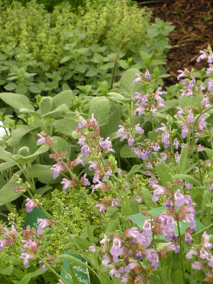 Living Flavour herb garden