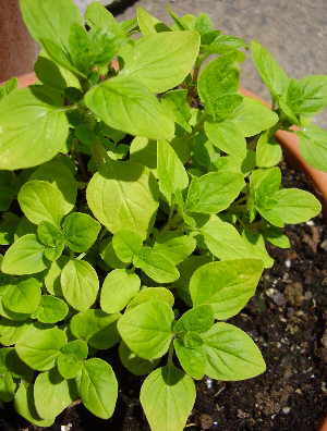 Marjoram