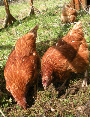 Hens