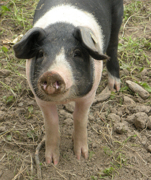 Old Farm piglet