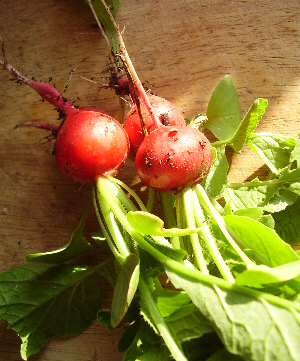 Freshly picked radishes