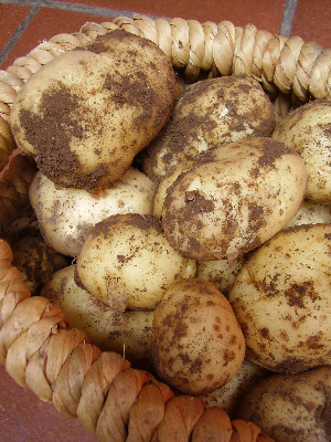 Homegrown spuds