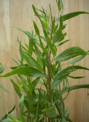 tarragon