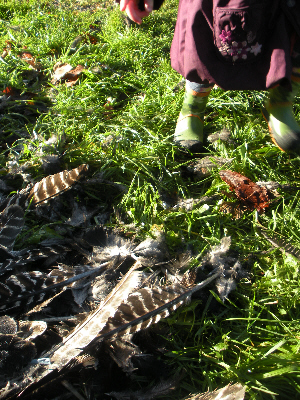 turkey feathers