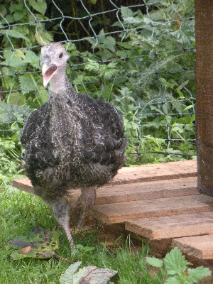 Bronze turkey