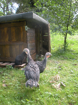 A pair of bronze turkeys