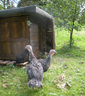 Bronze turkeys