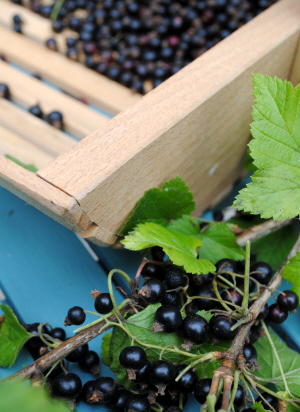Bibliocook.com - blackcurrants
